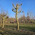 Platanus x hispanica - Foto 2