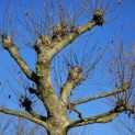 Platanus x hispanica - Foto 1