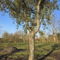 Quercus Suber - 1