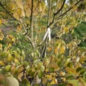 Cornus controversa - 1