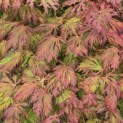 Acer palmatum 'Aconitifolium' - Foto 1