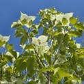 Cornus kousa 'Milky Way' - Foto 6