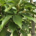 Magnolia 'Wada's Memory' - Foto 5
