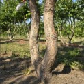 Pinus nigra 'Nigra' - 4