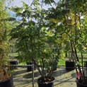 Pterocarya Fraxinifolia - Foto 5