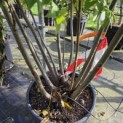 Pterocarya Fraxinifolia - Foto 4