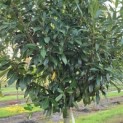Prunus laur. Caucasica - 5