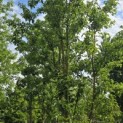 Pyus calleryana 'Chanticleer' - 2