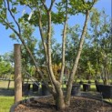 Magnolia 'Susan' - 1
