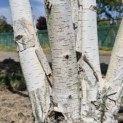 Betula utilis 'Doorenbos' - 3