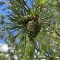 Pinus sylvestris - 1