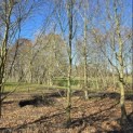 Carpinus betulus - 1