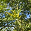 Gleditsia triacanthos ‘Sunburst' - 1