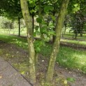 Platanus x Hispanica - 5