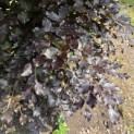 Fagus sylvatica 'Atropunicea' - 4