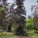Fagus sylvatica 'Atropunicea' - 5