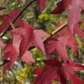 Liquidambar styraciflua 'Worplesdon' - 3
