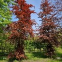 Fagus sylvatica Atropunicea - juni 2023