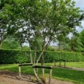 amelanchier lamarckii