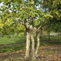 Platanus x hispanica - 3