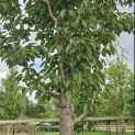 Prunus 'Sunset Boulevard' - Foto 5