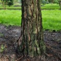 Sequoiadendron giganteum - 2