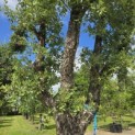 Quercus Suber - 4