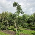 Rhus typhina - 4