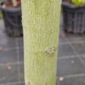 Firmiana simplex - 7
