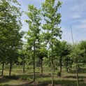 Platanus hispanica - Foto 1