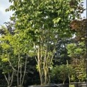 Parrotia persica - 5