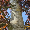 Fagus sylvatica 'Atropunicea' - 1