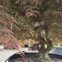 Acer palmatum 'Dragon's fire' - Foto 1