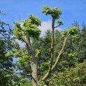 Tilia Tomentosa - 7