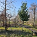 Prunus laurocerasus 'Novita' - Foto 6