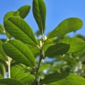 Prunus laurocerasus 'Novita' - Foto 3