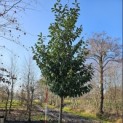 Prunus laurocerasus 'Novita' - Foto 7