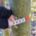 Prunus laurocerasus 'Novita' - Foto 4