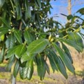 Prunus laurocerasus 'Novita' - Foto 5