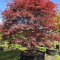 Acer palmatum 'Atrolineare' - 1