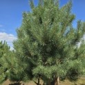 Pinus sylvestris - 4