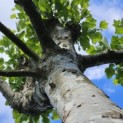Platanus x hispanica - Foto 3