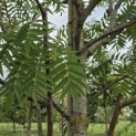 Sorbus 'Dodong' - 6