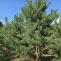 Pinus sylvestris - 7
