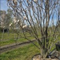 Magnolia 'Soulangeana' - 1