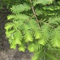 Metasequoia glyptostroboides - Foto 5