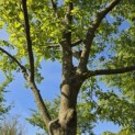 Amelanchier lamarckii - 1