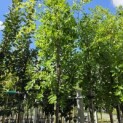 Ziziphus 'Jujuba' - Foto 2