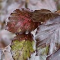 Fagus sylvatica 'Atropunicea' - 2074 blad in juli 2024