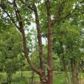 Acer griseum - 2